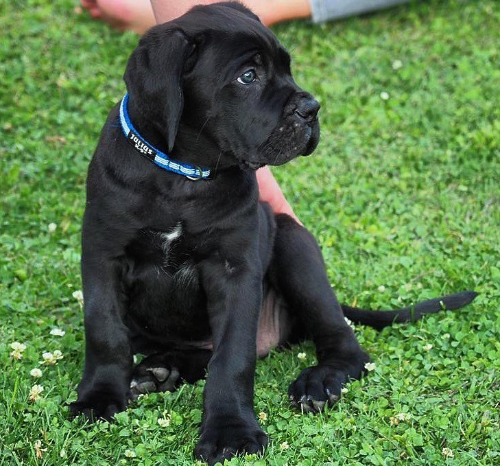 Ares male puppy For Sale