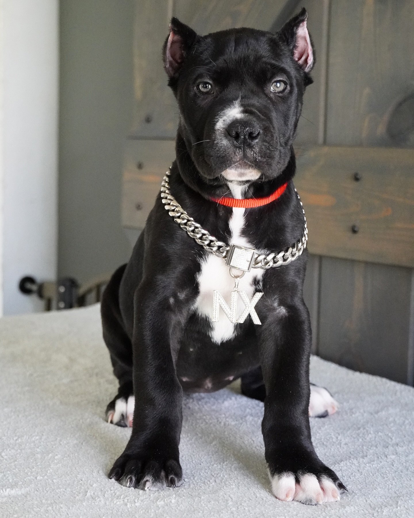 Bertie female puppy For Sale