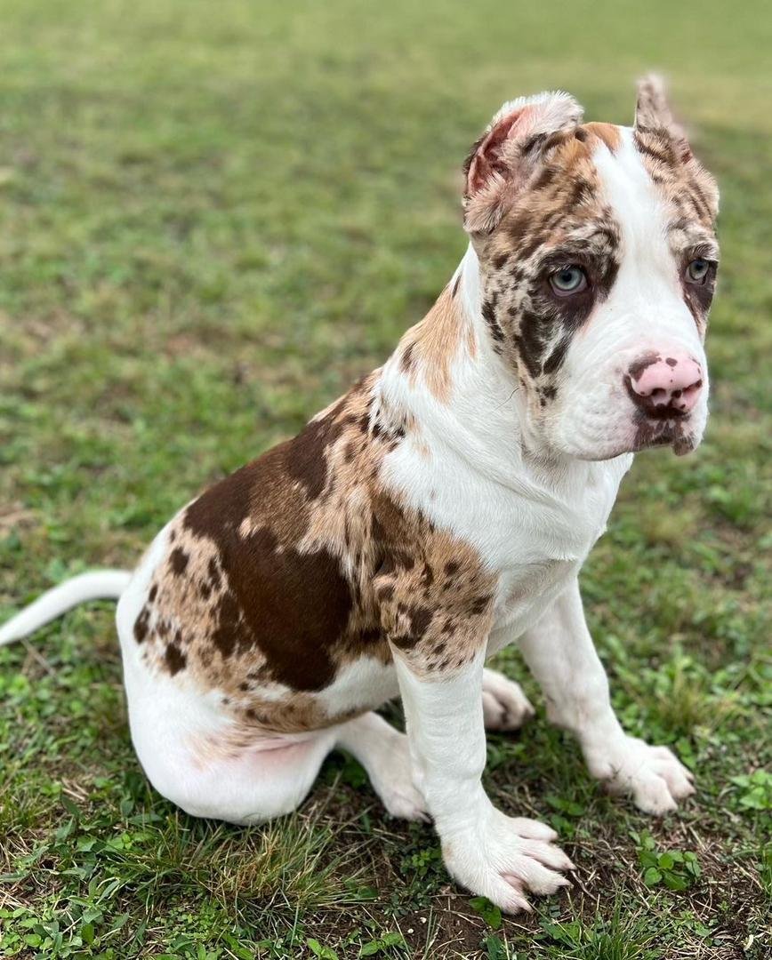 Billa female puppy For Sale