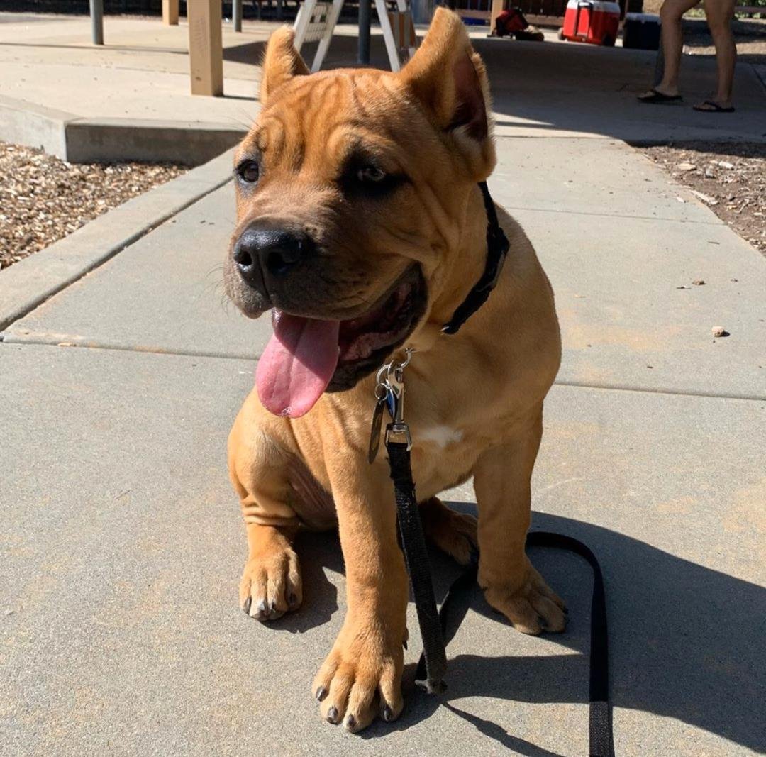 Buzzard male puppy For Sale