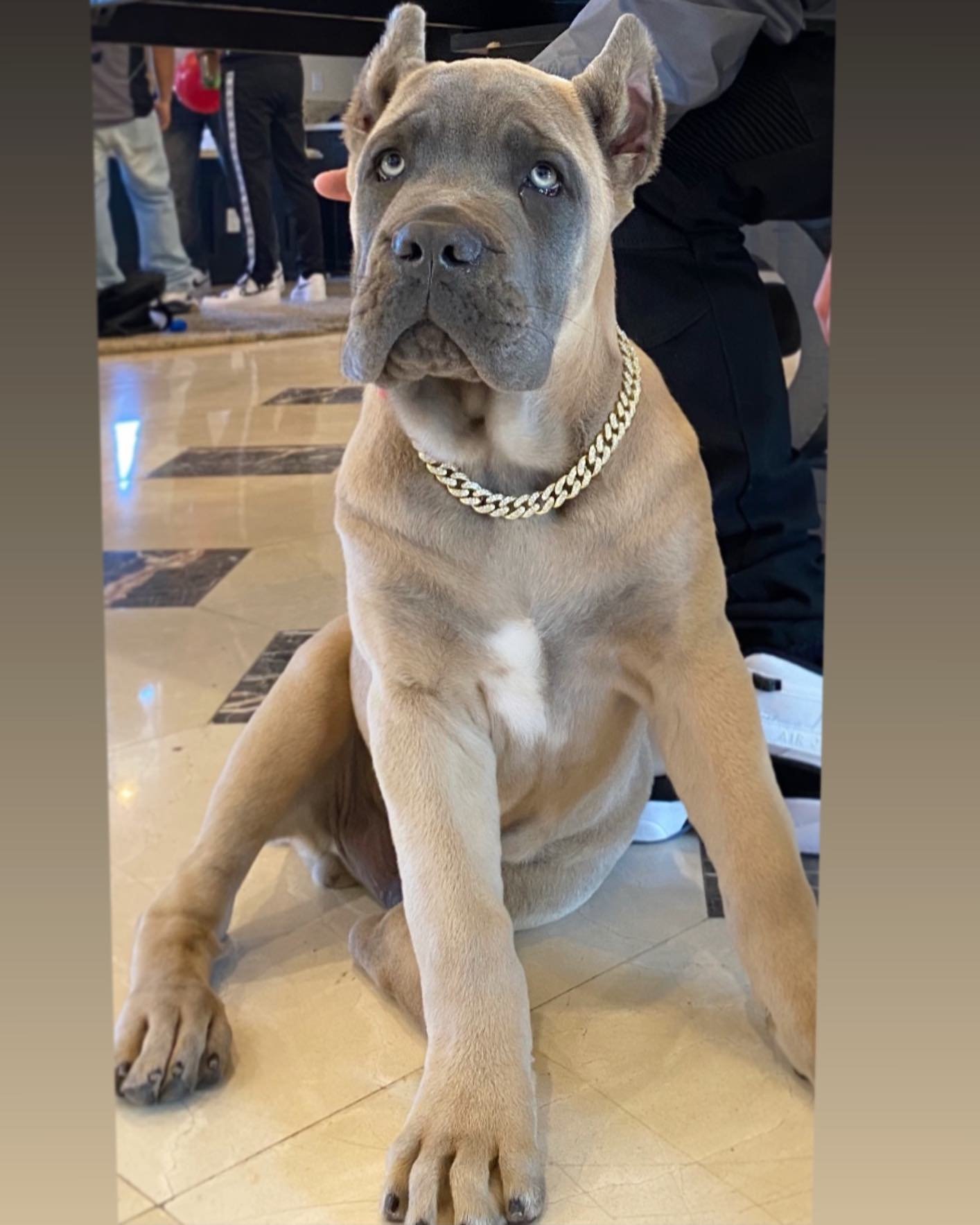 Chester male puppy For Sale