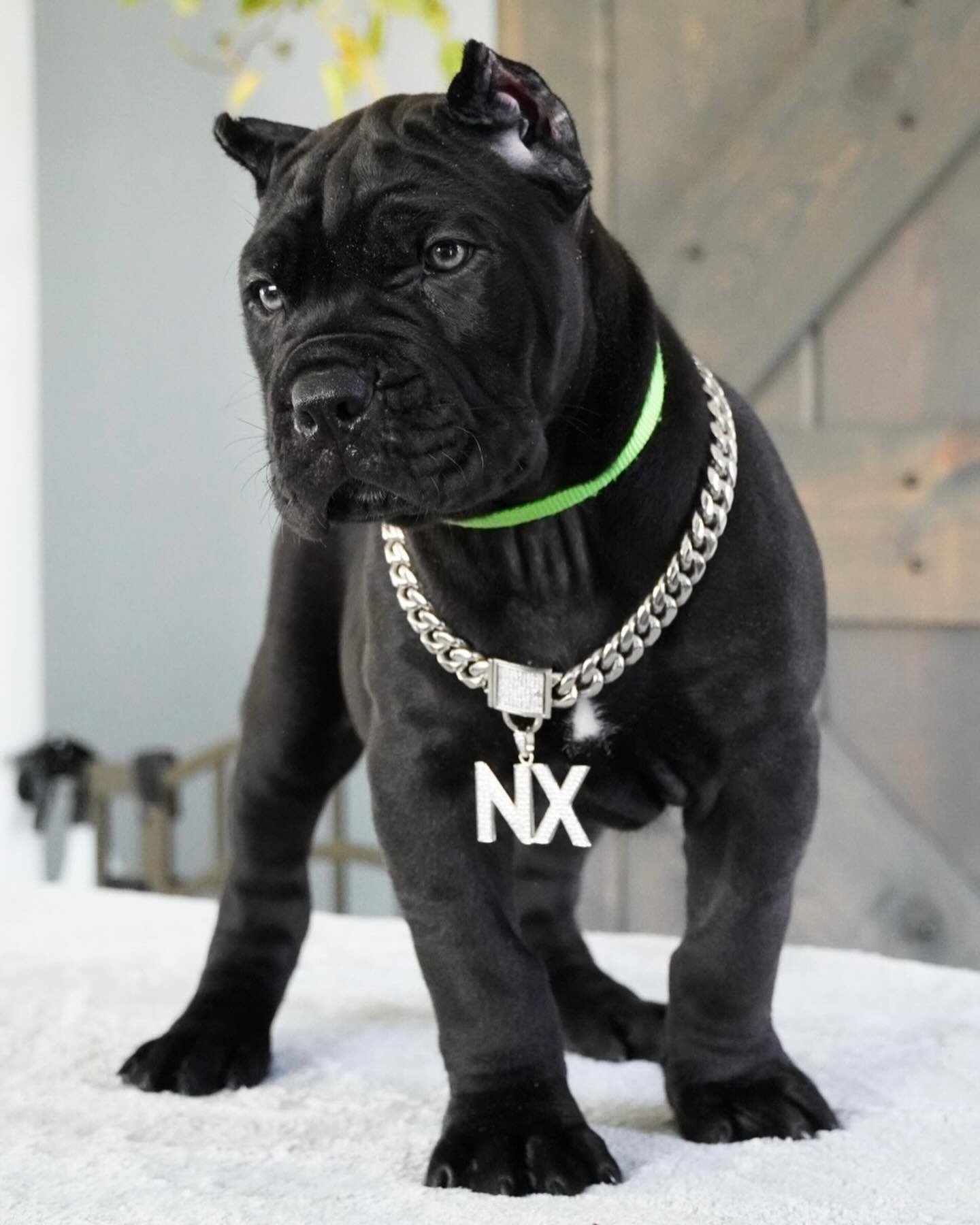 Denver male puppy For Sale