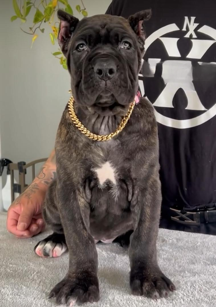 Drago male puppy For Sale