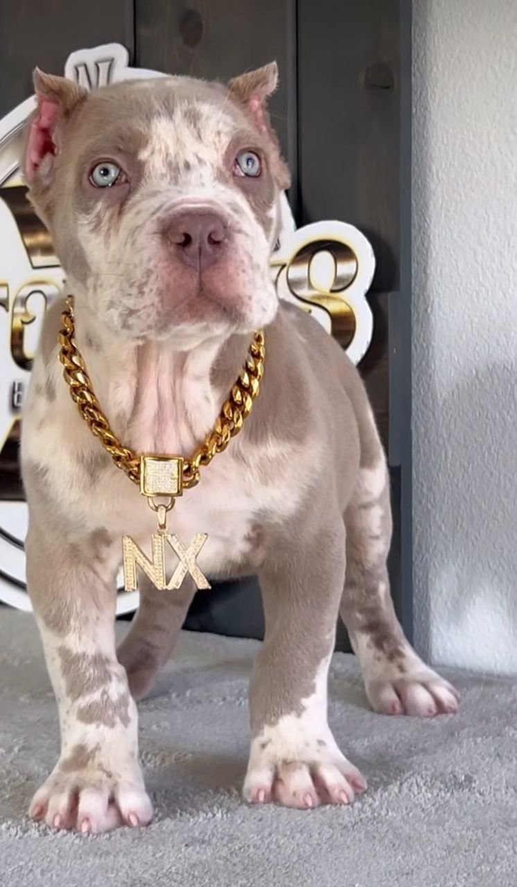 Fifi female puppy For Sale