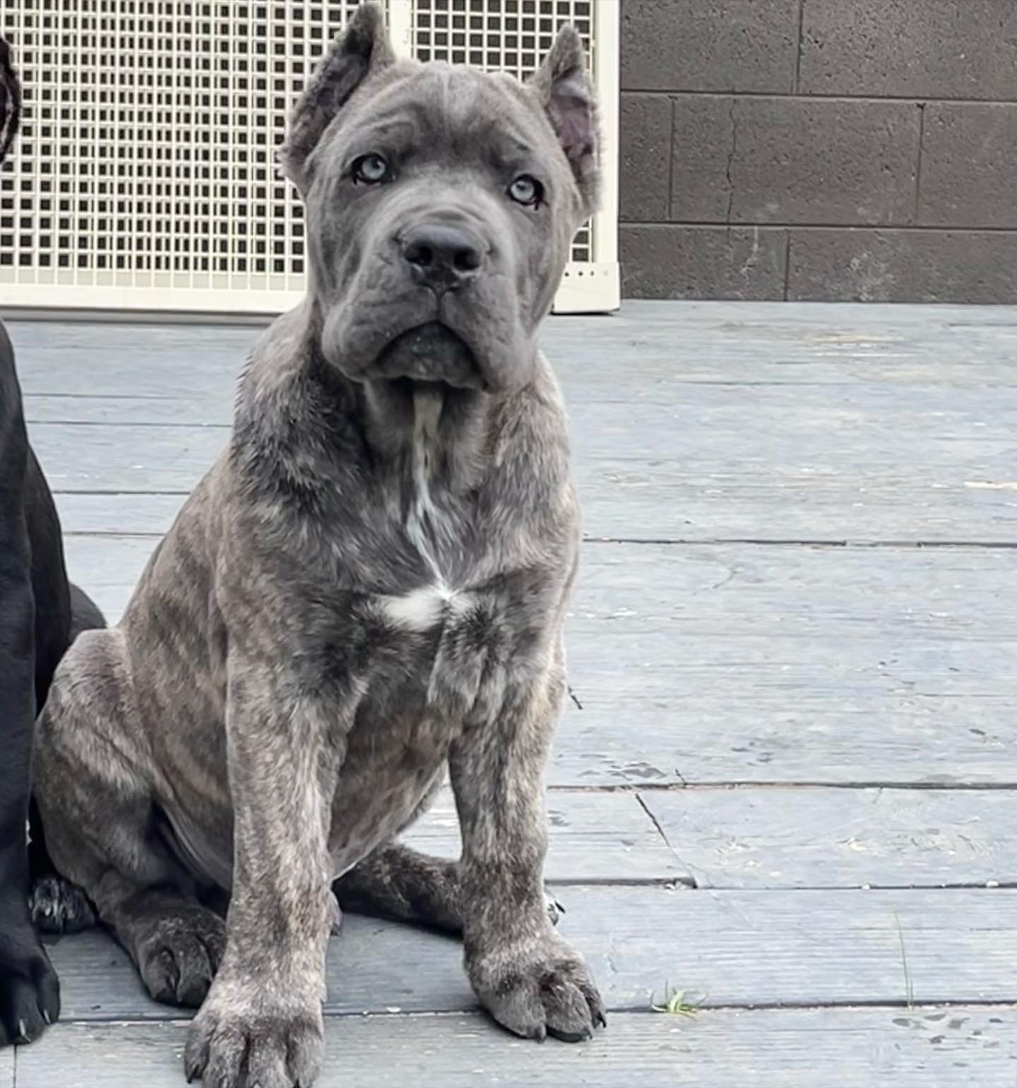 Finley female puppy For Sale