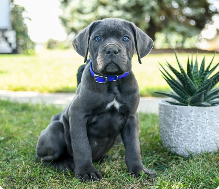 Jagger male puppy For Sale