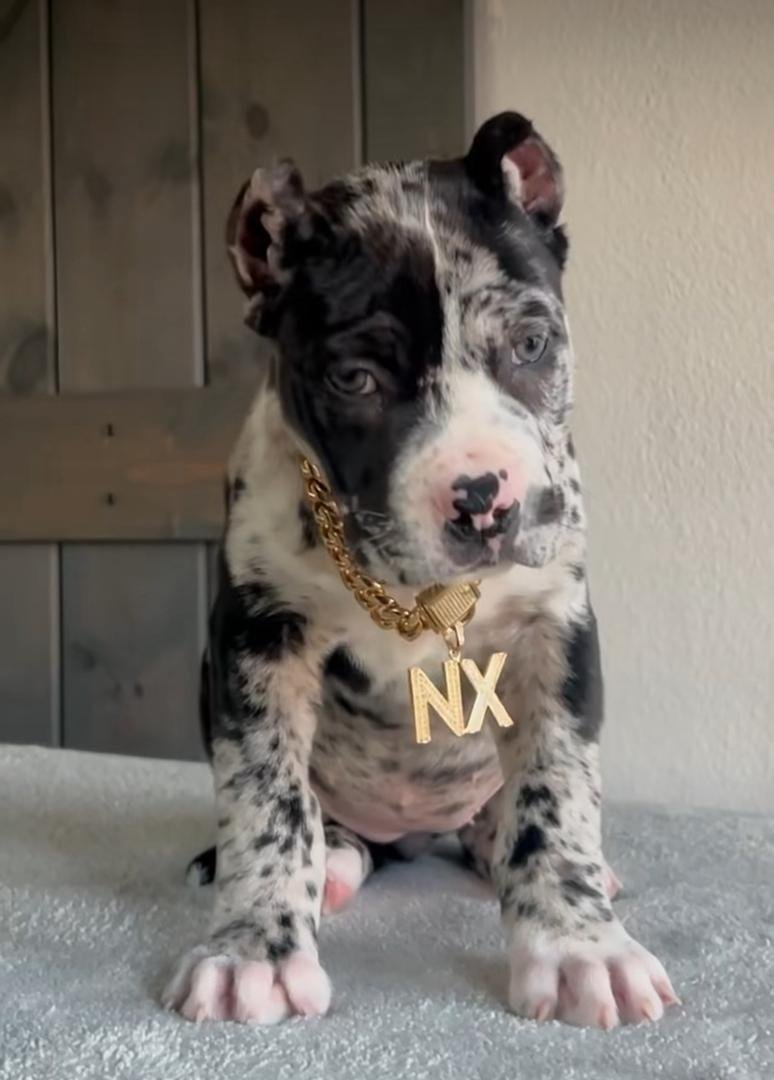 Leia female puppy For Sale
