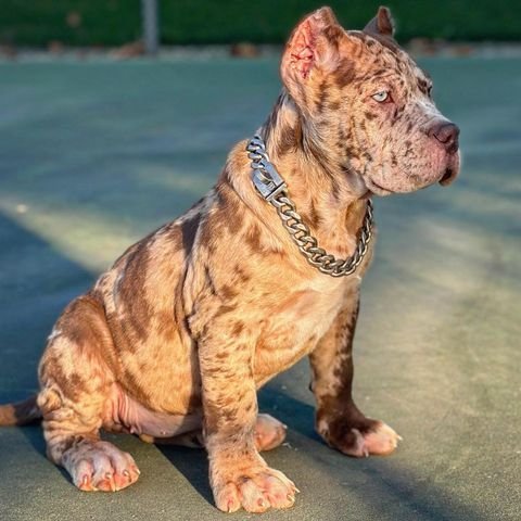 Malice female puppy For Sale