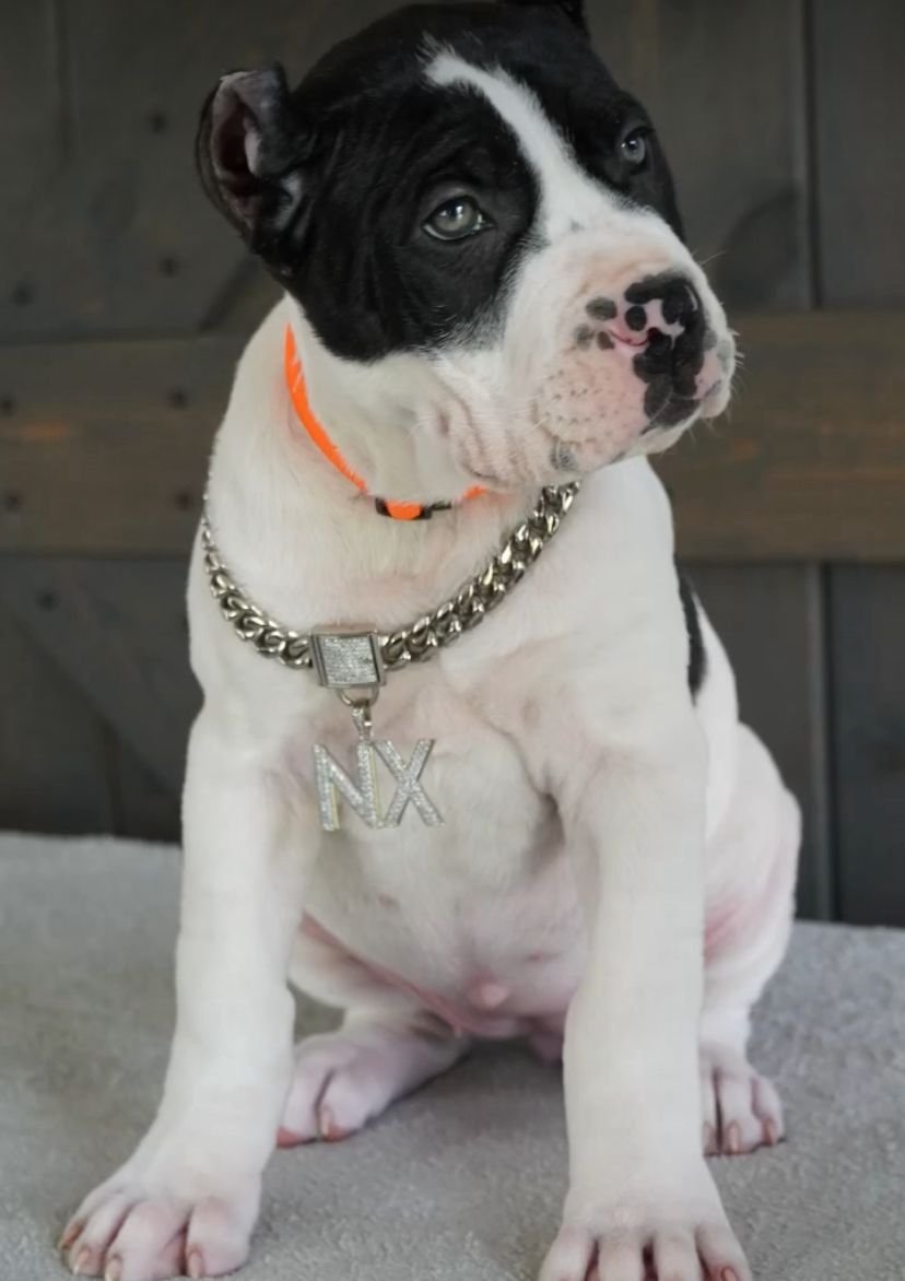 Meryl female puppy For Sale