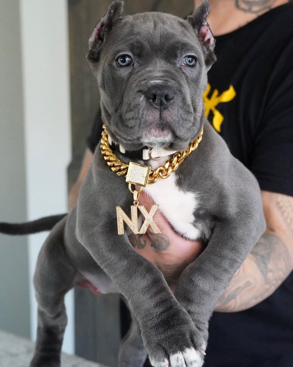 Millicent female puppy For Sale