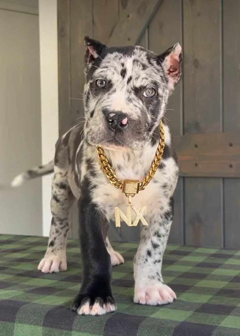 Ruby female puppy For Sale