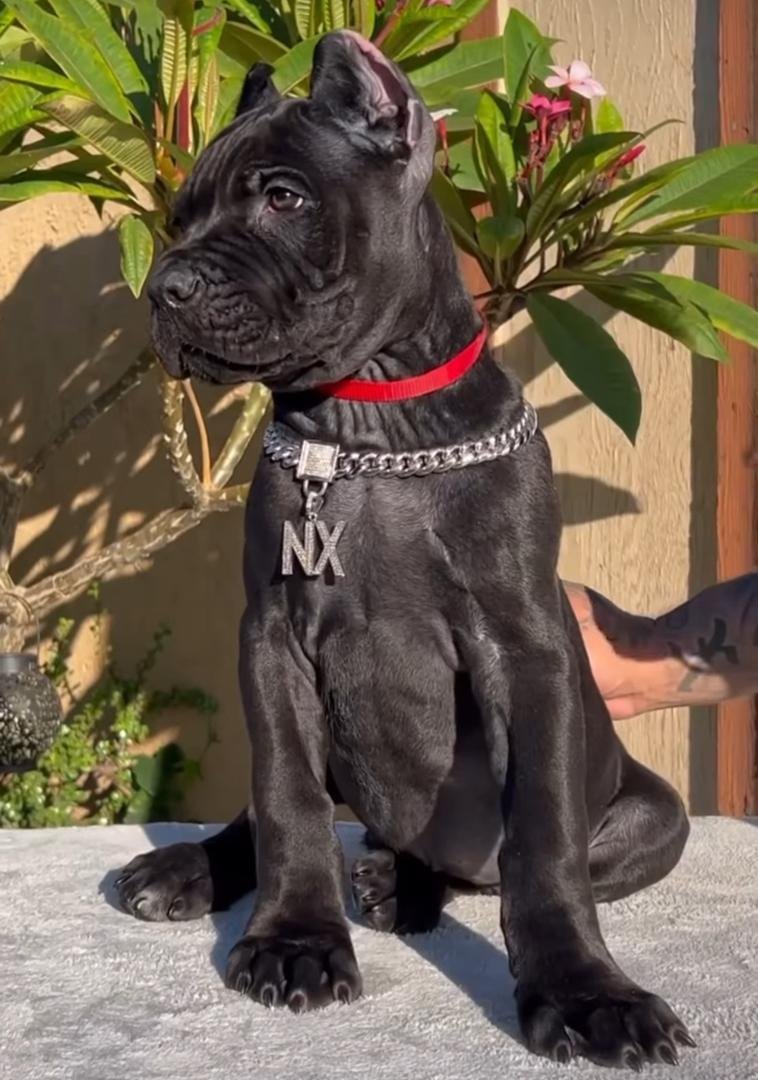 Spike male puppy For Sale