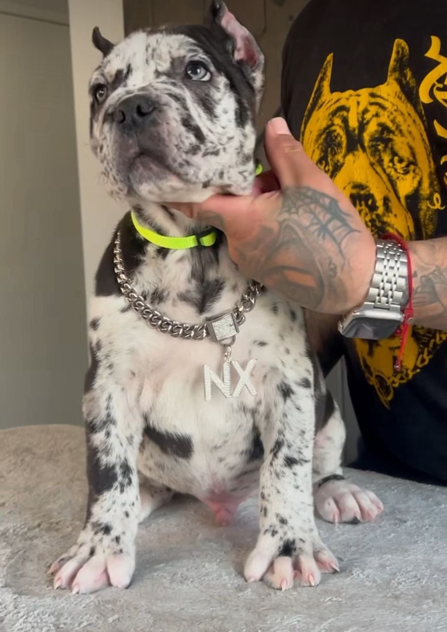 Thor male puppy For Sale