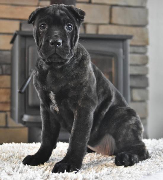 Willow female puppy For Sale